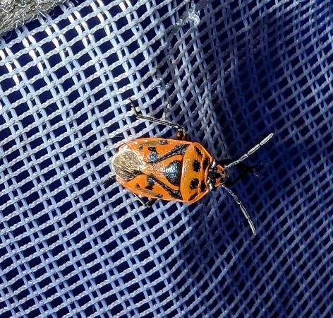 Eurydema ornata 