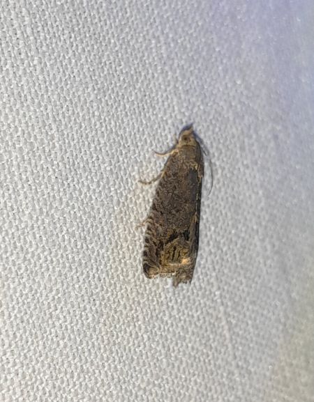 Cydia splendana  - Sylvain Lethuillier