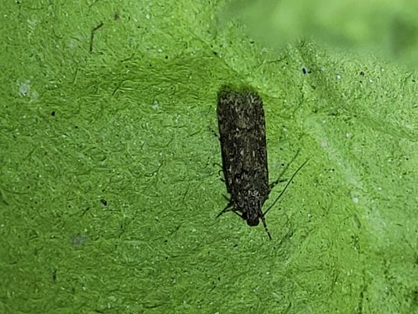 Teleiopsis diffinis  - Thomas Lux