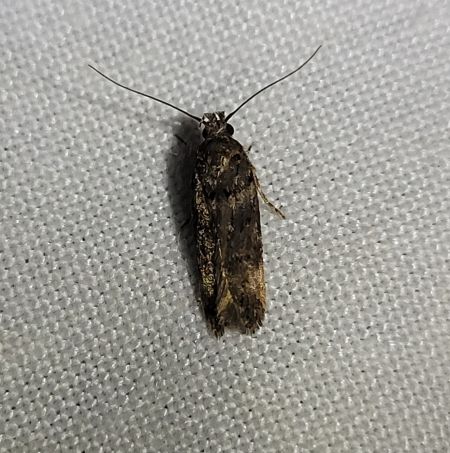 Teleiopsis diffinis  - Thomas Lux