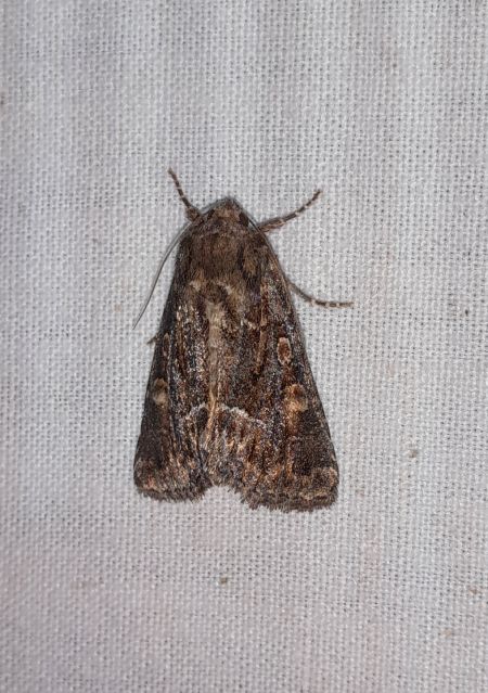 Noctuelle cythérée  - Sylvain Lethuillier