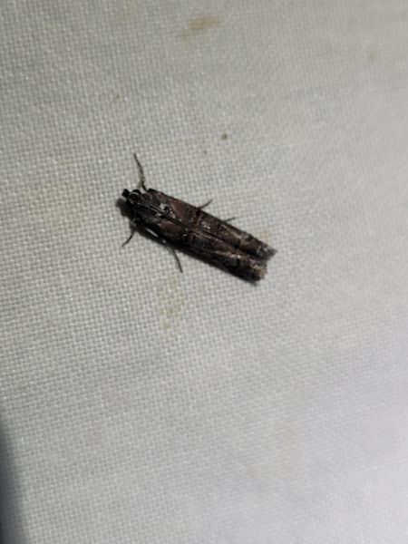 Pempelia palumbella  - Thomas Lux