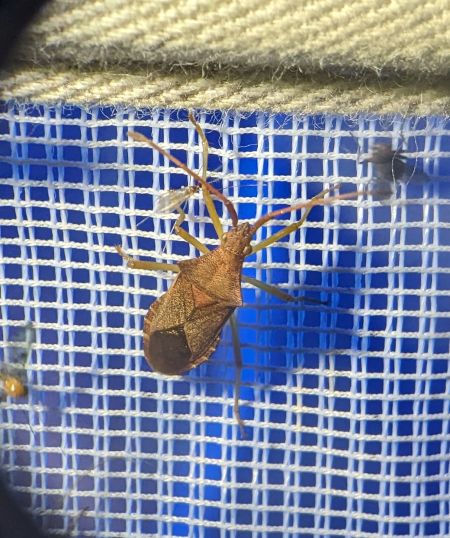 Gonocerus acuteangulatus 