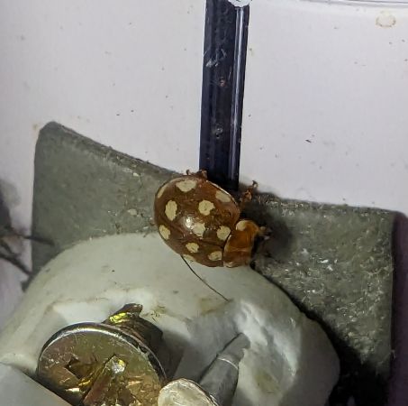 Coccinelle à 14 points 