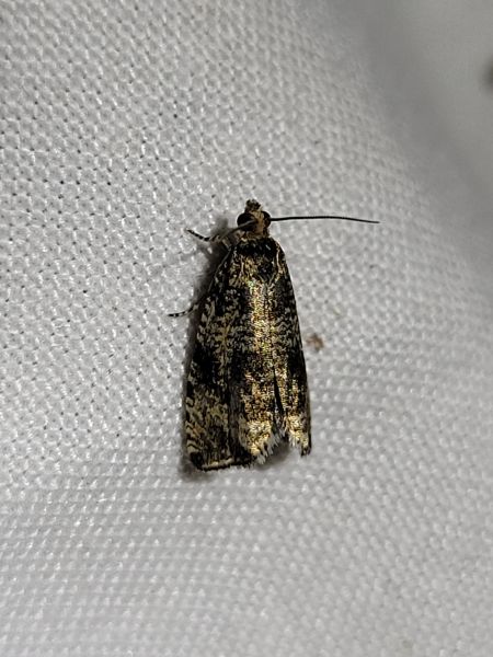 Celypha lacunana  - Thomas Lux