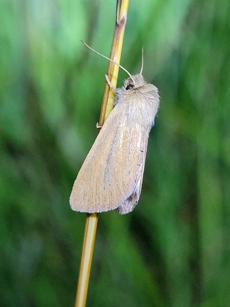 Denticucullus pygmina  - Thomas Lux