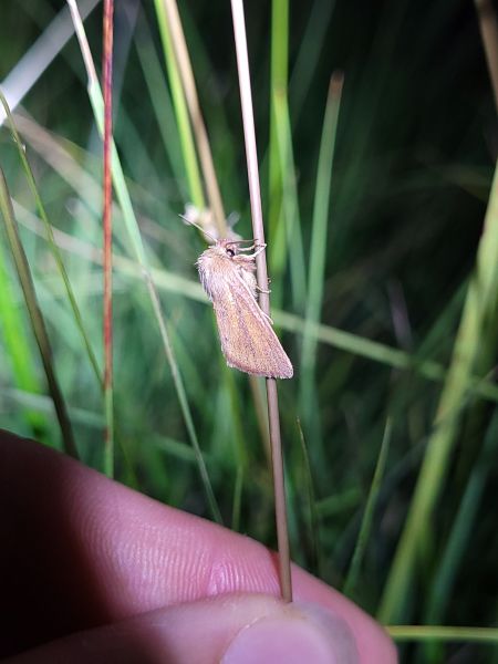 Denticucullus pygmina  - Thomas Lux