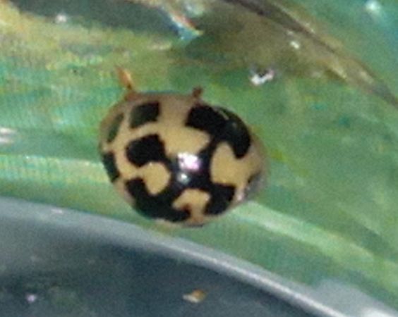 Coccinelle à damier  - Christian Rust