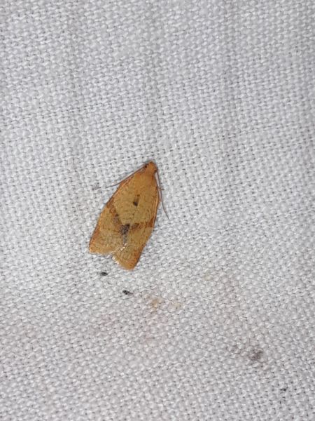 Clepsis consimilana  - Sylvain Lethuillier
