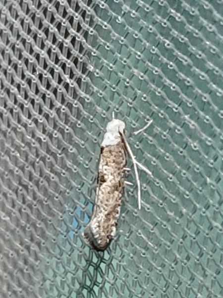 Paraswammerdamia albicapitella  - Sylvain Lethuillier