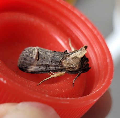 Abrostola triplasia  - Thomas Lux
