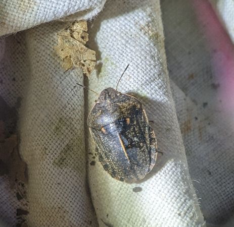 Eurygaster austriaca 