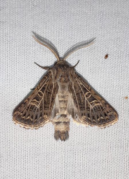 Tholera decimalis  - Sylvain Lethuillier
