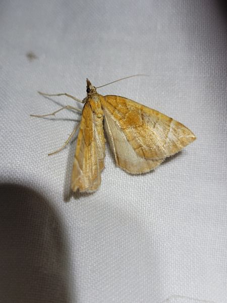 Eulithis testata  - Thomas Lux