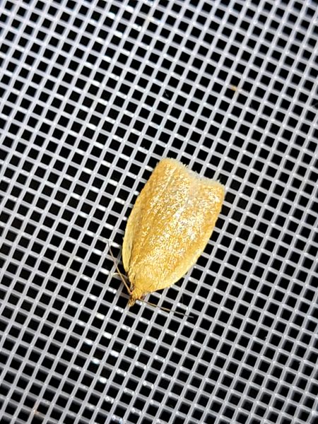 Clepsis consimilana  - Thomas Lux