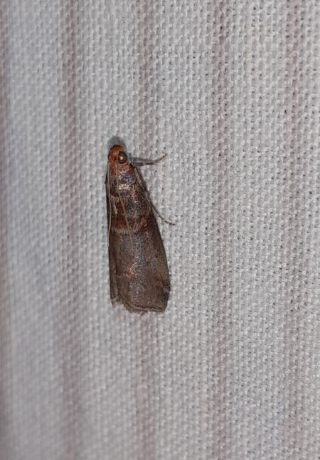 Acrobasis advenella  - Sylvain Lethuillier