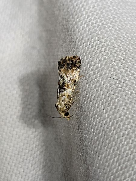 Cochylis hybridella  - Thomas Lux