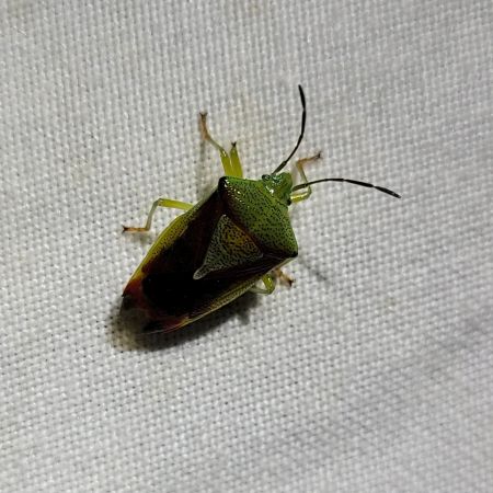 Acanthosoma haemorrhoidale  - Thomas Lux
