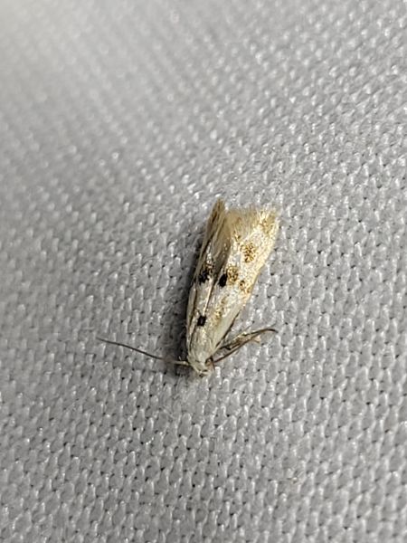 Elachista maculicerusella  - Thomas Lux