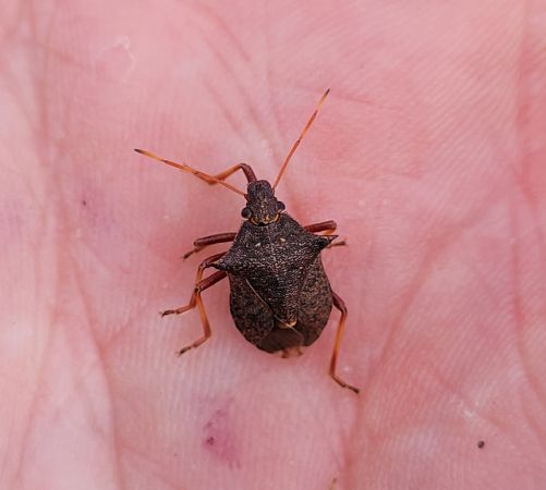 Picromerus bidens  - Thomas Lux