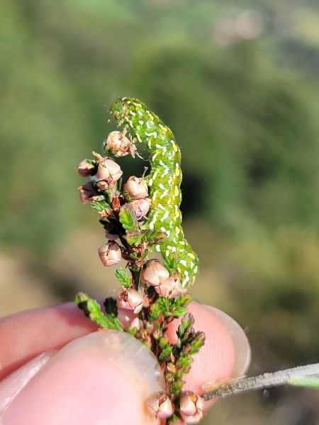 Anarta myrtilli  - Thomas Lux