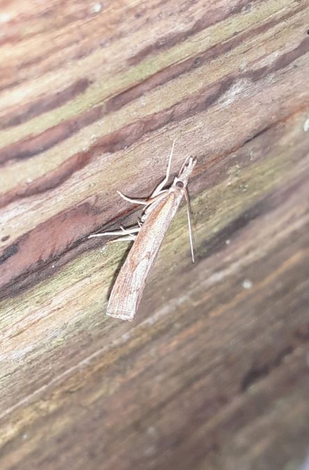 Pediasia contaminella  - Sylvain Lethuillier