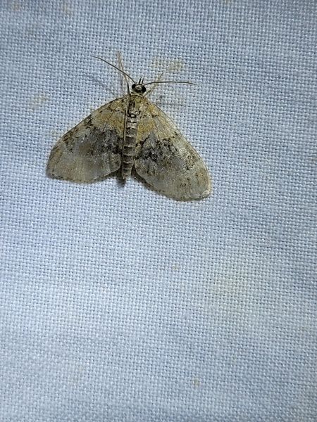 Acasis viretata  - Thomas Lux