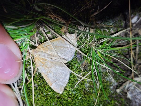 Eulithis testata  - Thomas Lux