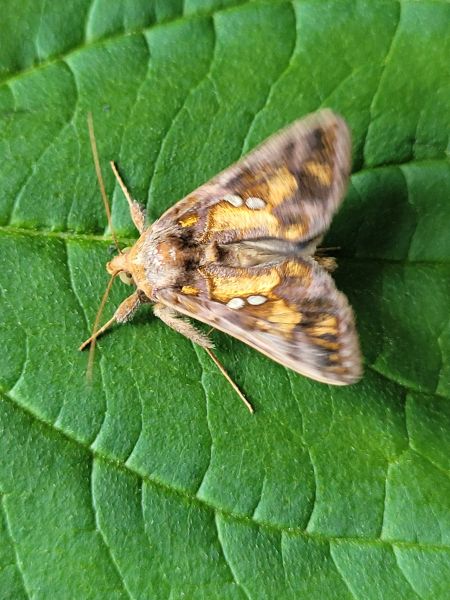 Chrysodeixis chalcites  - Thomas Lux