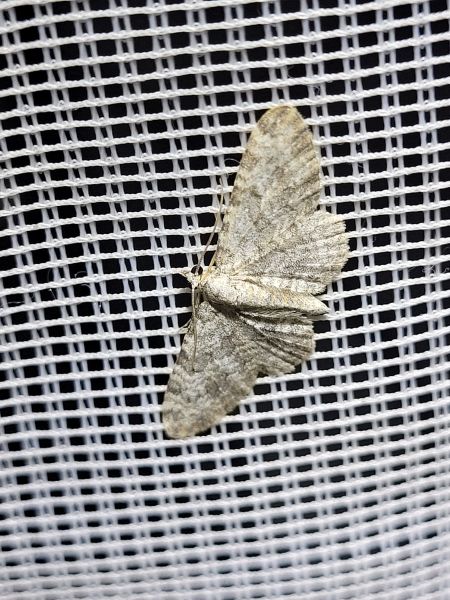 Eupithecia impurata  - Thomas Lux