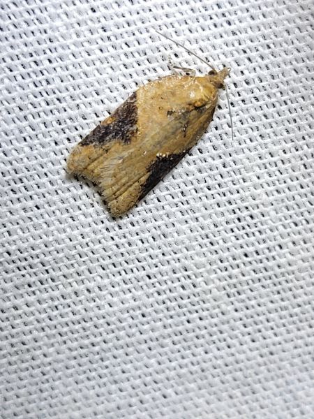 Acleris laterana  - Thomas Lux