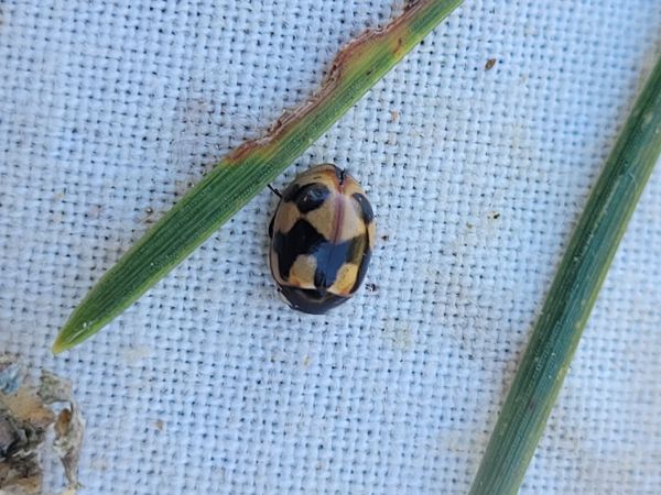 Coccinella hieroglyphica  - Thomas Lux