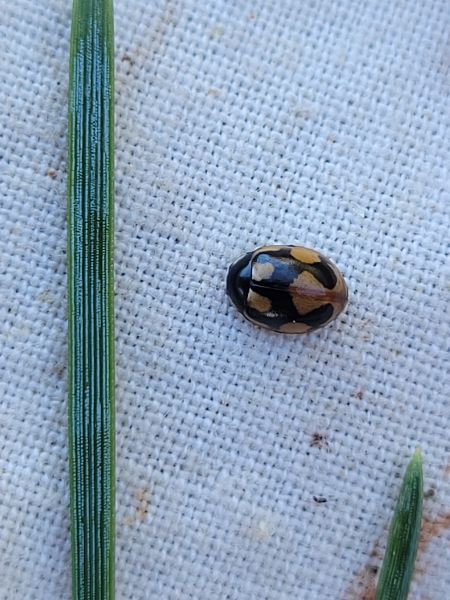 Coccinella hieroglyphica  - Thomas Lux