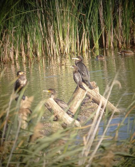 Marangone minore  - Fabien Klötzli