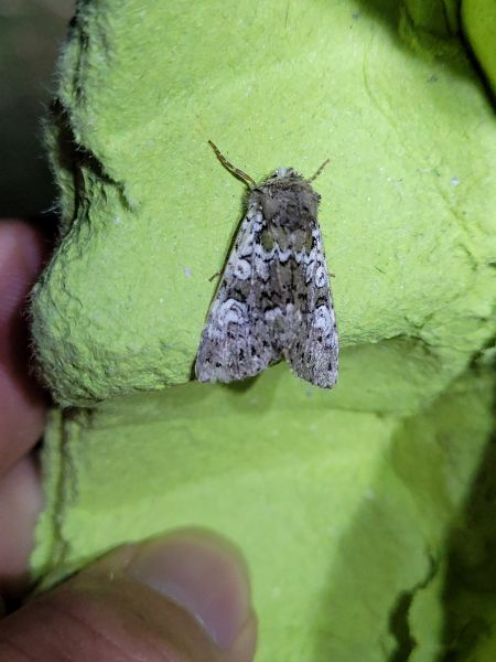 Crypsedra gemmea  - Thomas Lux