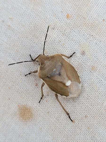 Chlorochroa pinicola  - Thomas Lux