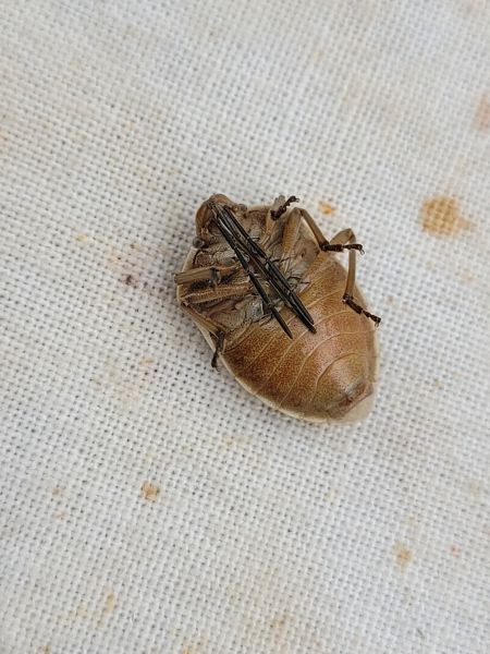 Chlorochroa pinicola  - Thomas Lux