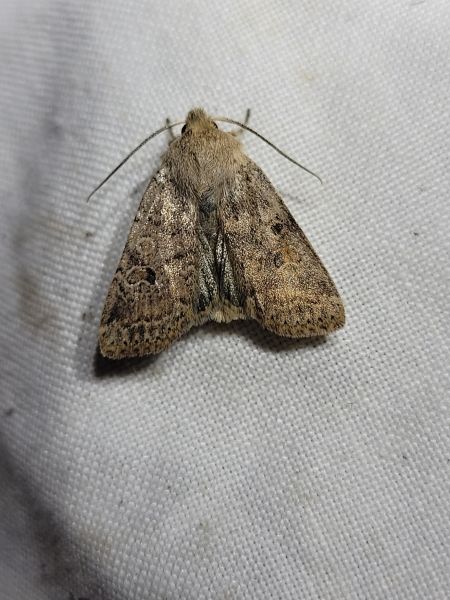 Agrochola laevis  - Thomas Lux