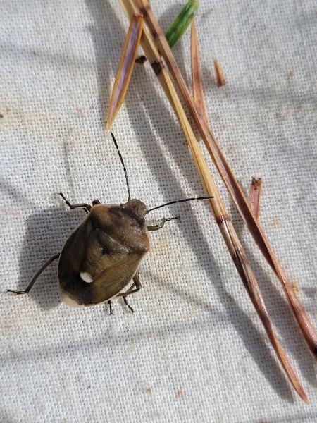Chlorochroa pinicola  - Thomas Lux