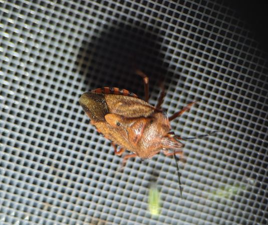 Carpocoris purpureipennis 
