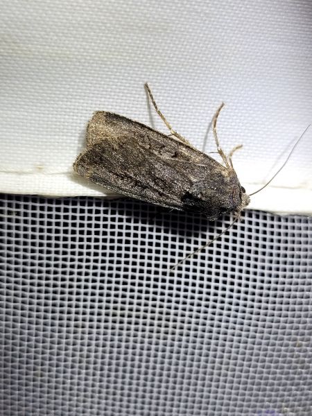 Euxoa nigricans  - Thomas Lux
