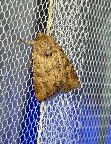 Luperina testacea  - Sylvain Lethuillier