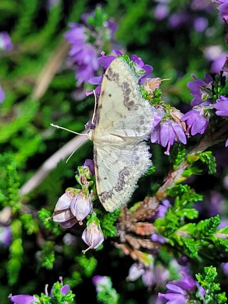 Idaea trigeminata  - Thomas Lux