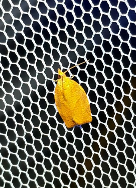Cacoecimorpha pronubana  - Sylvain Lethuillier