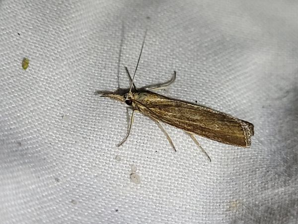 Hypochalcia ahenella  - Thomas Lux