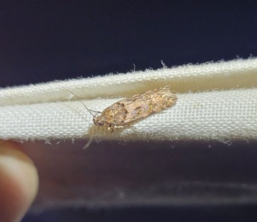 Teleiopsis diffinis  - Thomas Lux