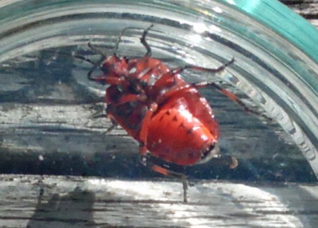 Eurydema ornata  - Christian Rust