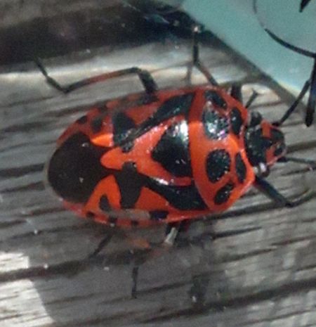 Eurydema ornata  - Christian Rust