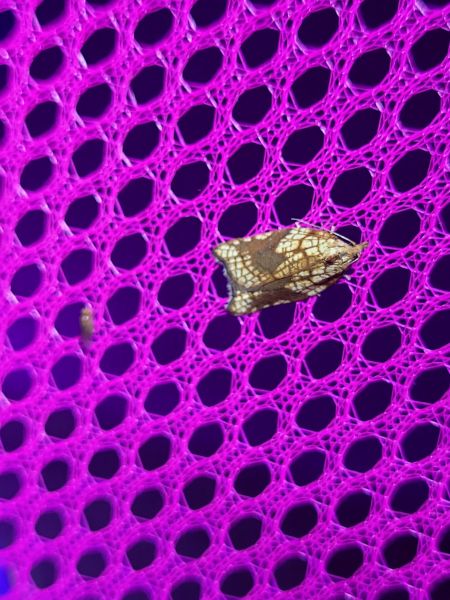 Acleris rhombana  - Thomas Lux