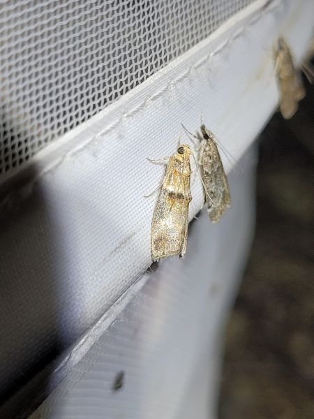 Acrobasis tumidana  - Thomas Lux